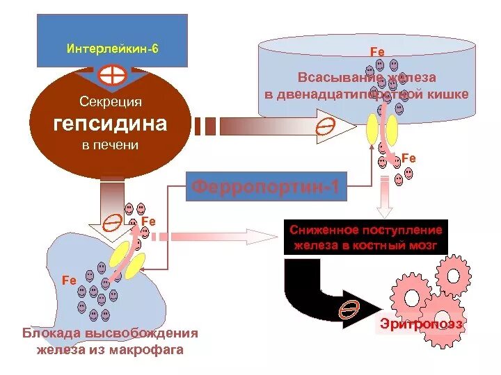 Железо в макрофагах. Гепсидин ферропортин. Гепсидин анемия. Гепсидин при анемии хронических заболеваний. Роль гепсидина в развитии анемии.