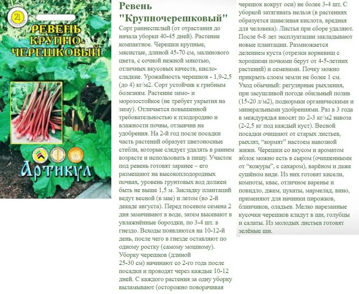 Курам можно давать ревень. Схема посадки ревеня. ревень описание растения. ревень с зеленым стеблем. листья ревеня как использовать.