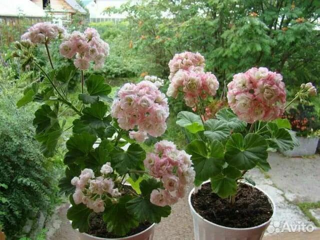 Пеларгония розебудная april snow. Пеларгония эйприл сноу. Герань эйприл сноу. Пеларгония эйприл сноу. Эйприл сноу фото.
