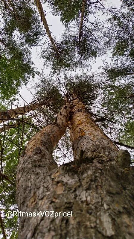 Гледичия трехколючковая акация. Сломанная ветка дерева. Кривое дерево в керчи. Скрипучее дерево. Деревья трещат.