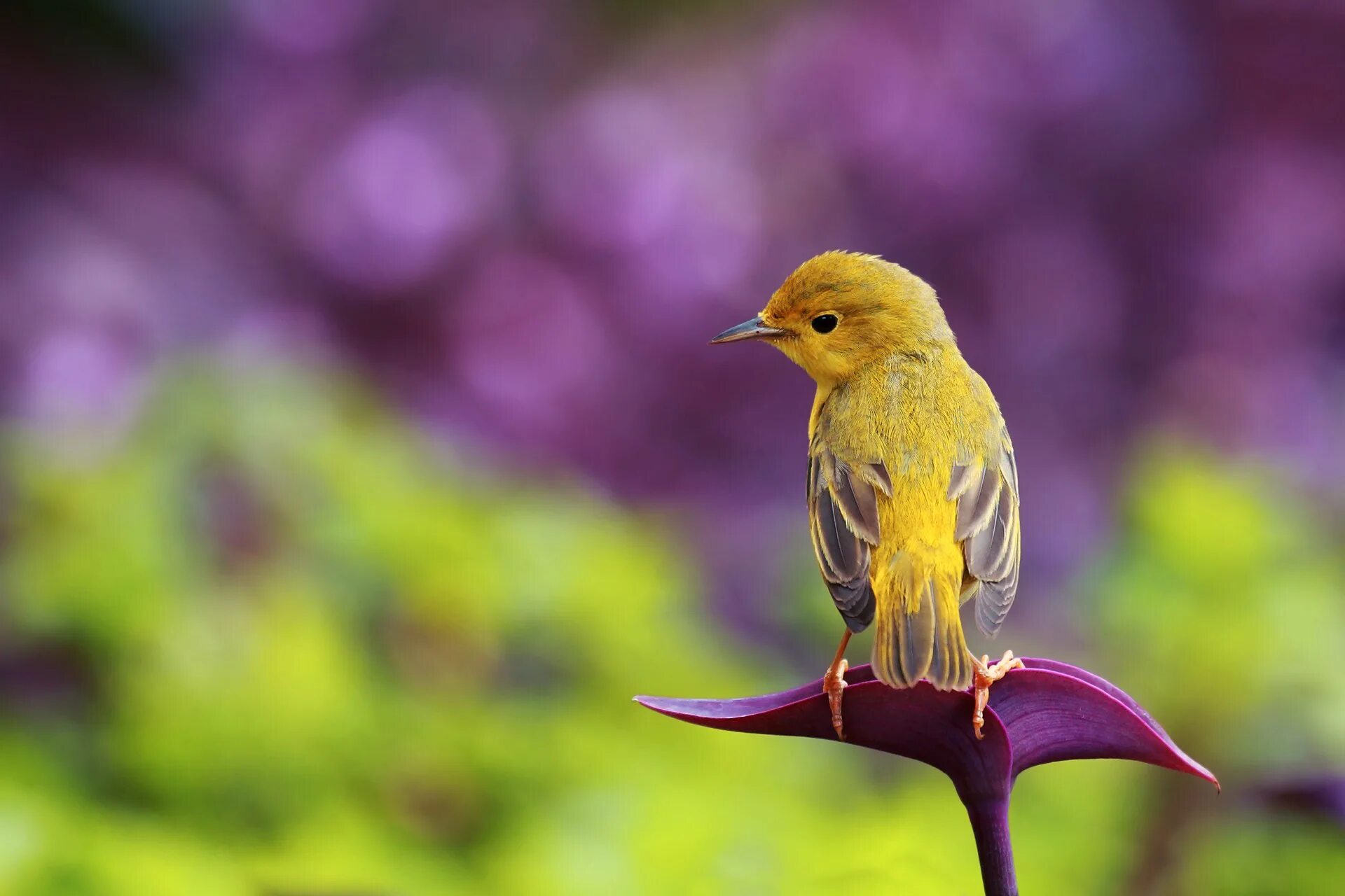 Легче птички она. Птицы. Красивые птички. Птицы фото. Желтая красивая птица.