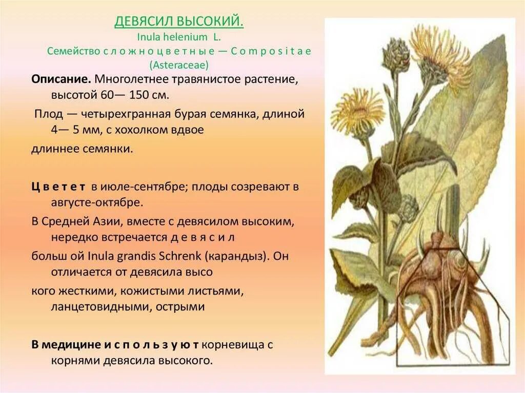 Девясил Луговой. Девясил высокий описание растения. Девясил лечебное растение. Девясил Крымский.