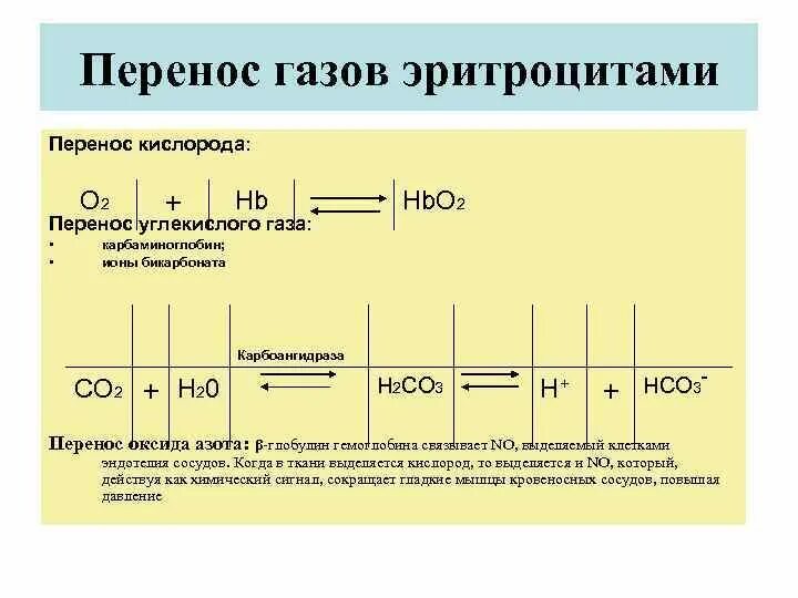 Перенос газов эритроцитами. Перенос газов эритроцитами и плазмой крови. Перенос кислорода и углекислого газа кровью. Формы переноса газов кровью.. 3 перенос газов кровью