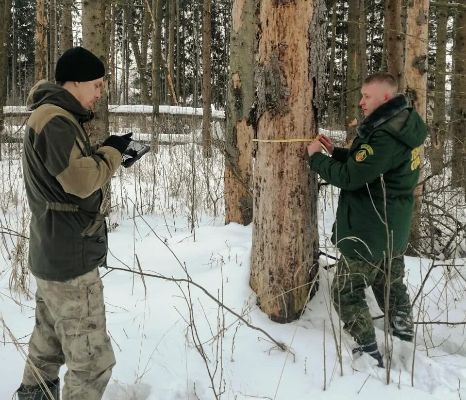 санитарно оздоровительные мероприятия леса. лесная охрана. надзор в защите леса. наземный лесопатологический мониторинг. освидетельствование лесных участков.