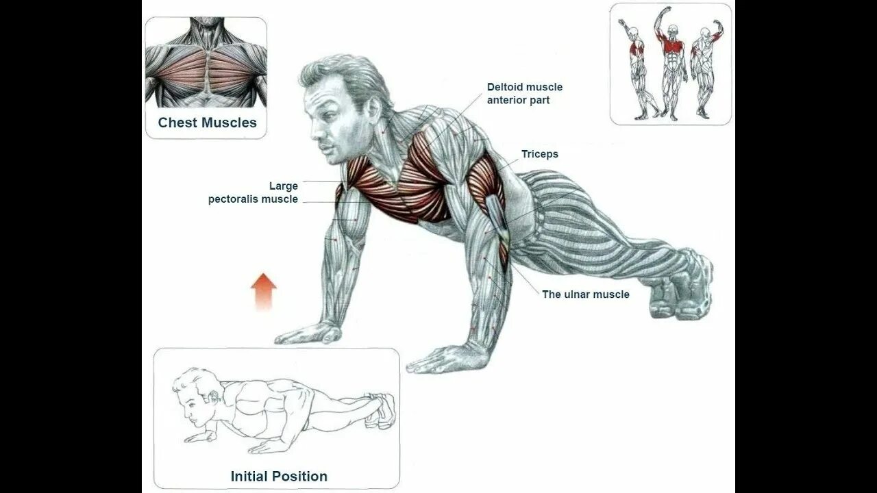 Упражнения на грудные в домашних условиях. Упражнения для накачки грудных мышц. Отжимания от пола. Тренировка грудных мышц отжиманиями. Упражнения мышцы отжимания от пола.