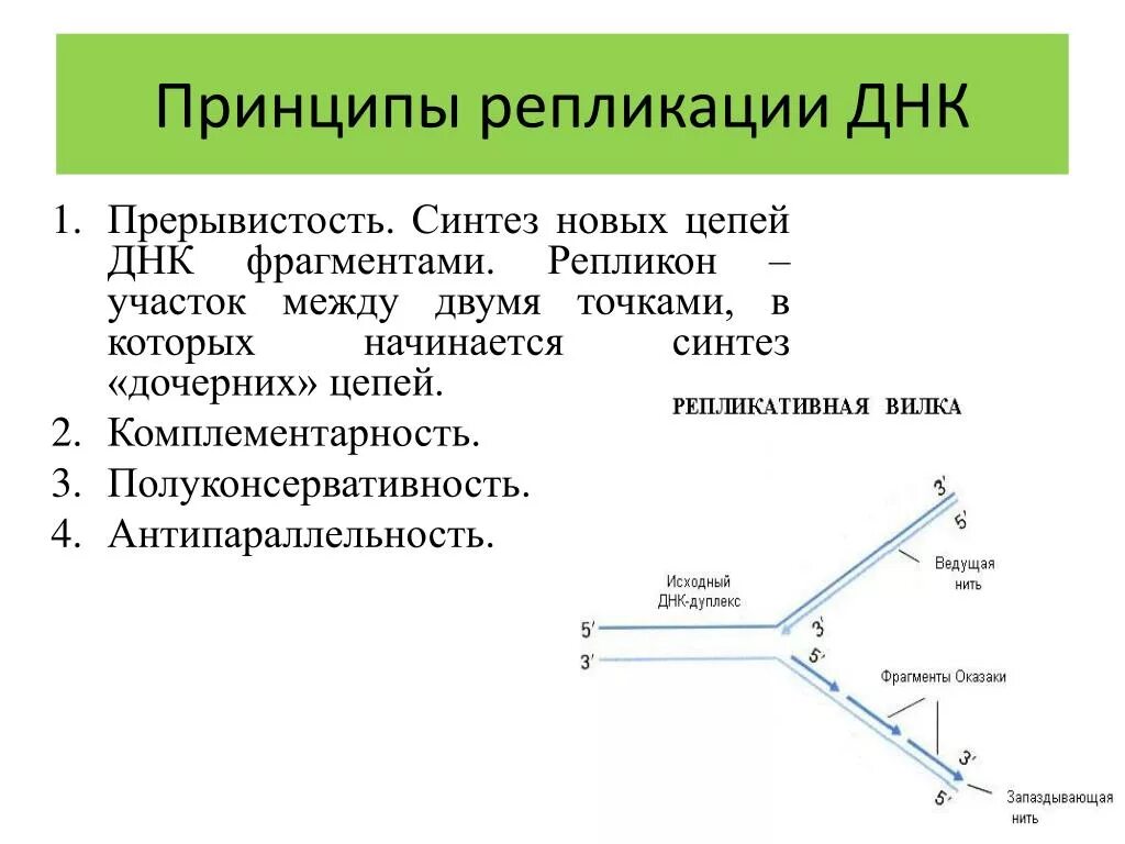 Разрывы цепи днк. Принципы репликации ДНК комплементарность. Основные принципы репликации ДНК. Принципы и этапы репликации ДНК кратко. Основные этапы процесса репликации ДНК.