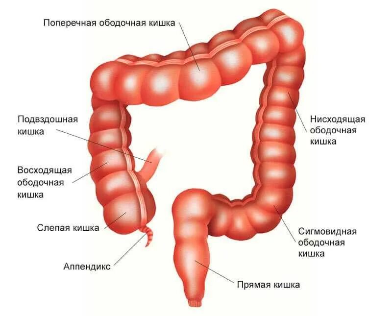 Сегмент кишка. Отделы толстой кишки анатомия. Строение Толстого отдела кишечника. Толстый кишечник слепая ободочная прямая кишка. Части толстой кишки анатомия.