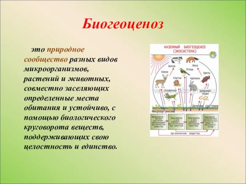 Биология 5 класс сообщества создаваемые человеком. Биогеоценоз. Природное сообщество экосистема. Биогеоценоз это в биологии. Понятие сообщество в биологии.