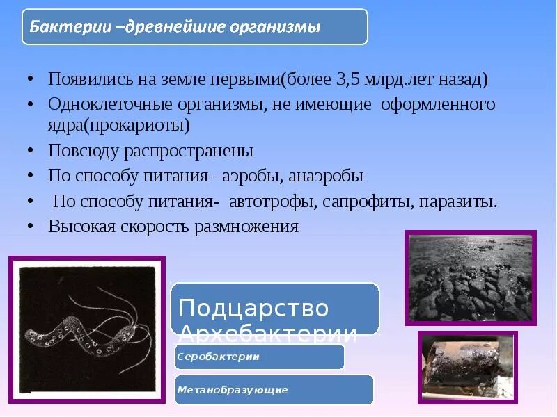 Где на земле появились первые живые организмы. Бактерии древнейшие организмы на земле. Первые бактерии зародившиеся на земле. Появление первых бактерий. Первые организмы на земле бактерии.