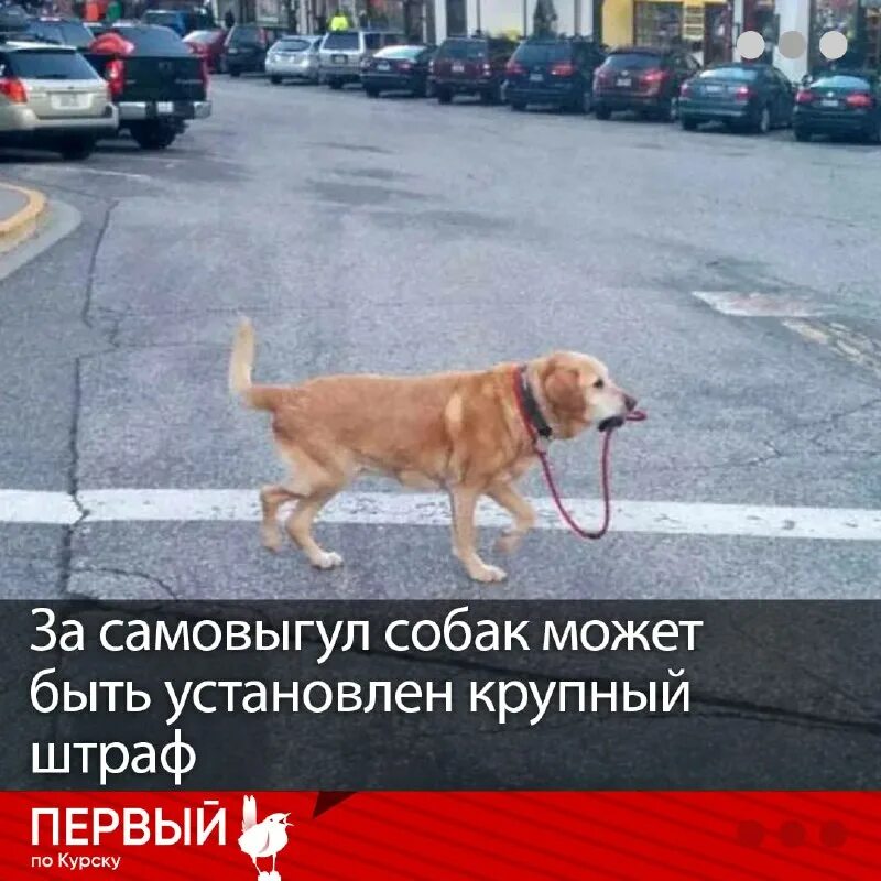 штраф за самовыгул собак