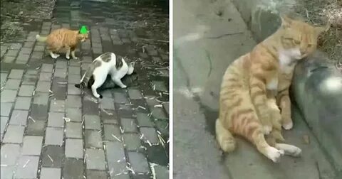 Менять кошка
