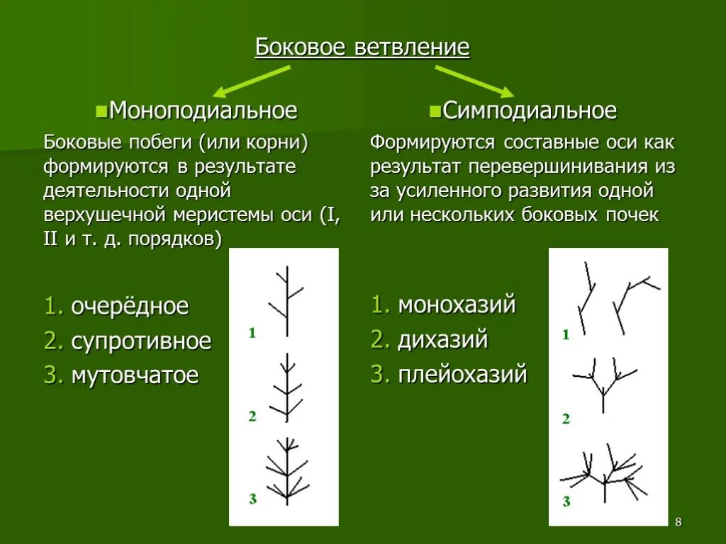 Нарастание растений. Симподиальное ветвление побега. Моноподиальное ветвление стебля. Моноподиальный Тип ветвления. Мутовчатое ветвление побега.