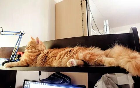 Включи большой кот