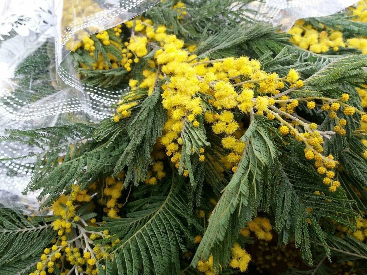 Какую мимозу лучше брать