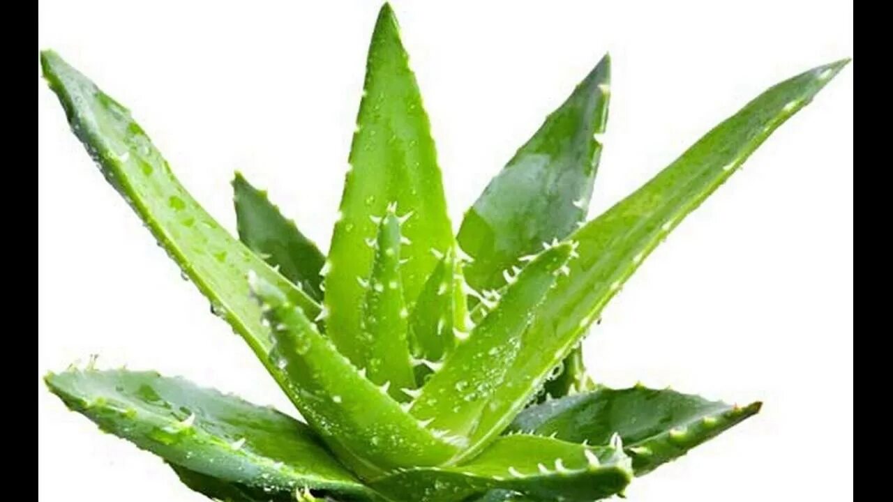 Aloe barbadensis Miller. Ацеманнан в алоэ. Алоэ хаги ваги