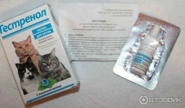 Что сделать чтобы кошка не гуляла