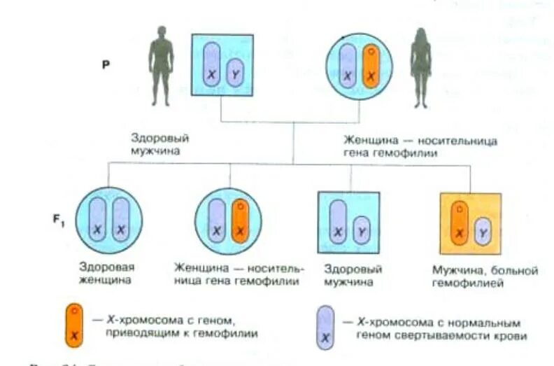 Наследование сцепленное с полом презентация 10 класс. Сцепленное с полом наследование и наследование сцепленных признаков.. Урок генетика пола сцепленное с полом наследование 10 класс. Наследование сцепленное с половыми хромосомами. Схема наследования пола.