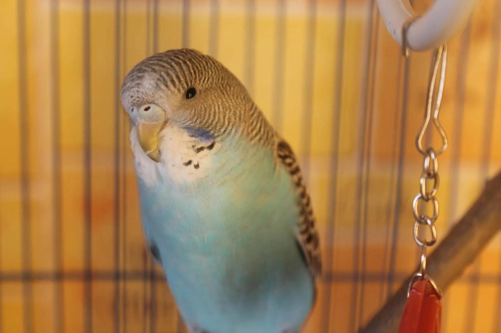 Самка и самец волнистого попугая. Здоровая восковица у волнистого попугая. Попугаи волнистые попугайчика самки. Как выглядит самка попугая. Как выглядит самка попугая.