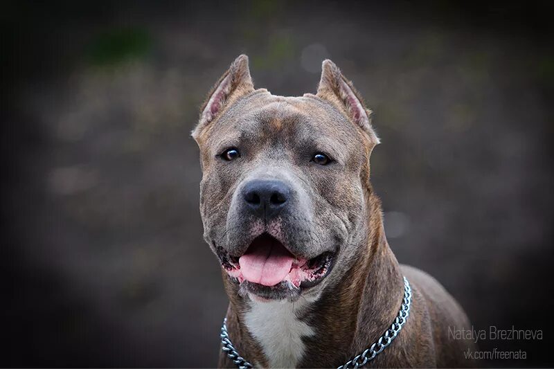 стаффордширский терьер и алабай. метис шарпей и стаффорд. порода канарский дог. стаффордширская овчарка. стаффордширский терьер метис.