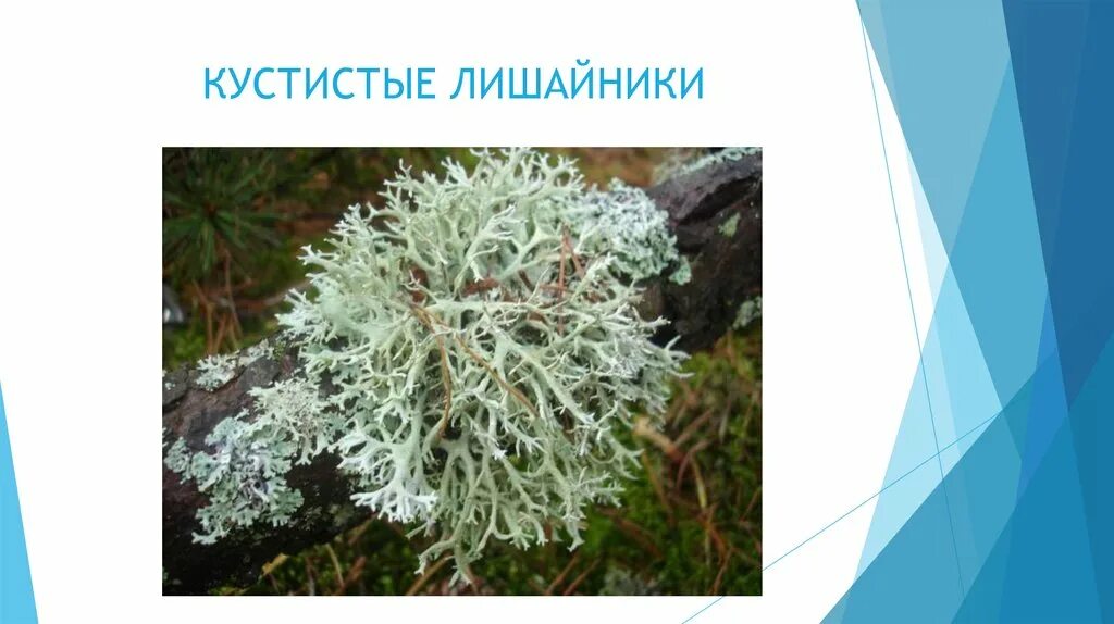 Кустистые лишайники ягель. Кустарниковые лишайники. Кладония ягель. Кустарниковые лишайники. Кладония листоватая.