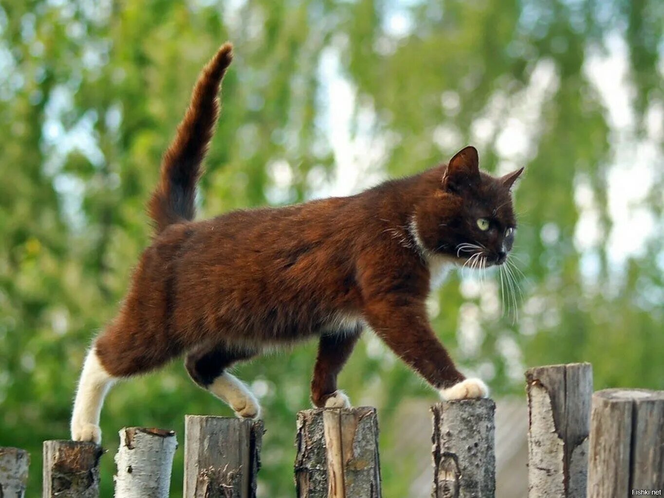 Когда какая нибудь кошка идет. Кот на заборе. кот идет. коты на заборе. кошка идет по забору.