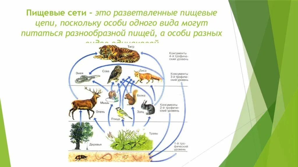 Разнообразие пищевых сетей. Сеть питания биология 5 класс. Схема пищевой сети. Схема цепи питания биогеоценоза. Пищевая сеть это в биологии.