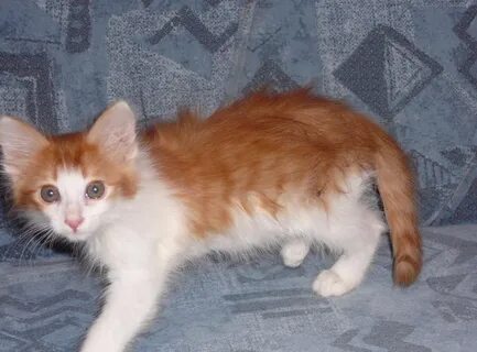 Котята 2 месяца рыжие
