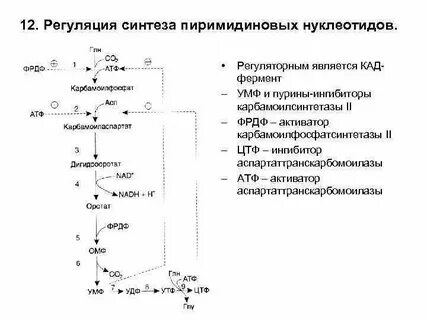Схема синтеза нуклеотидов