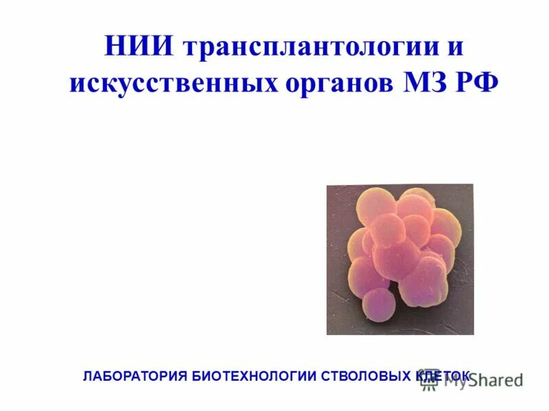 трансплантологии искусственных органов. искусственные органы и ткани. лед в медицине. трансплантологии искусственных органов. проблема разработки искусственных органов.