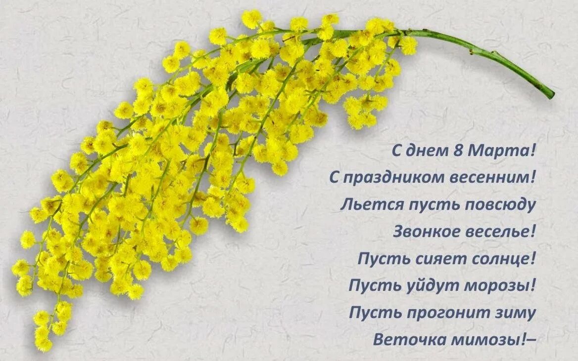 Подарю мимозу маме. Подарю мимозу маме