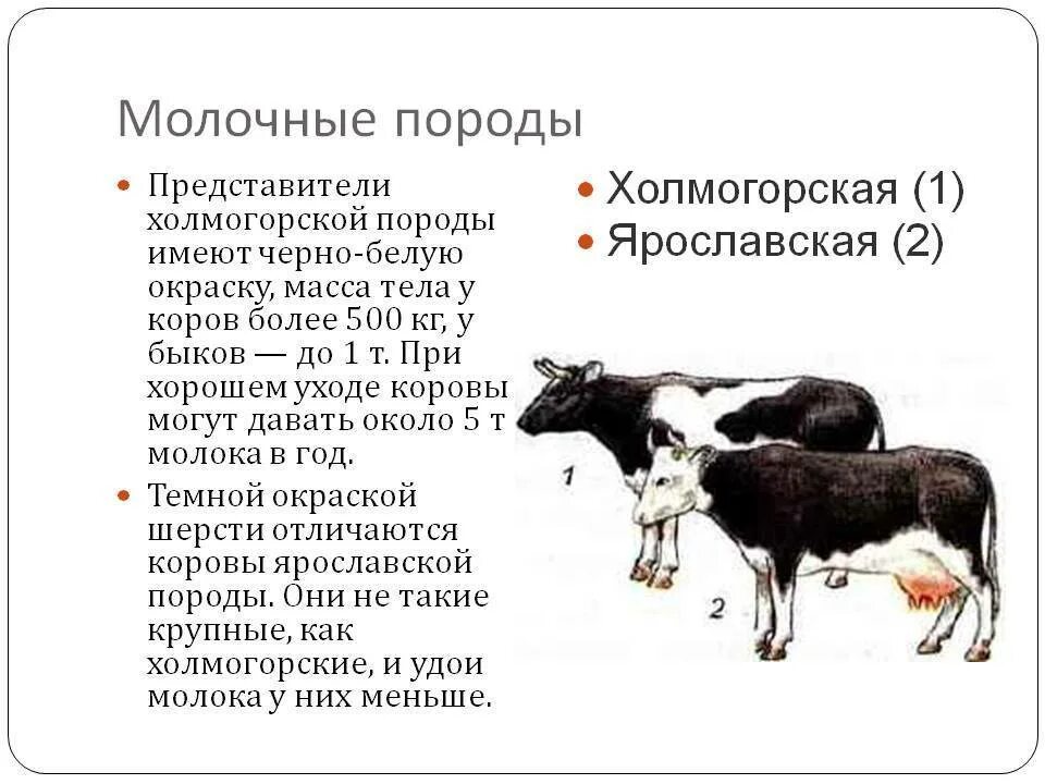 Биологические особенности рогатого скота. Холмогорская порода крс. холмогорская порода крупного рогатого скота. холмогорская корова характеристика. масса быков холмогорской породы.