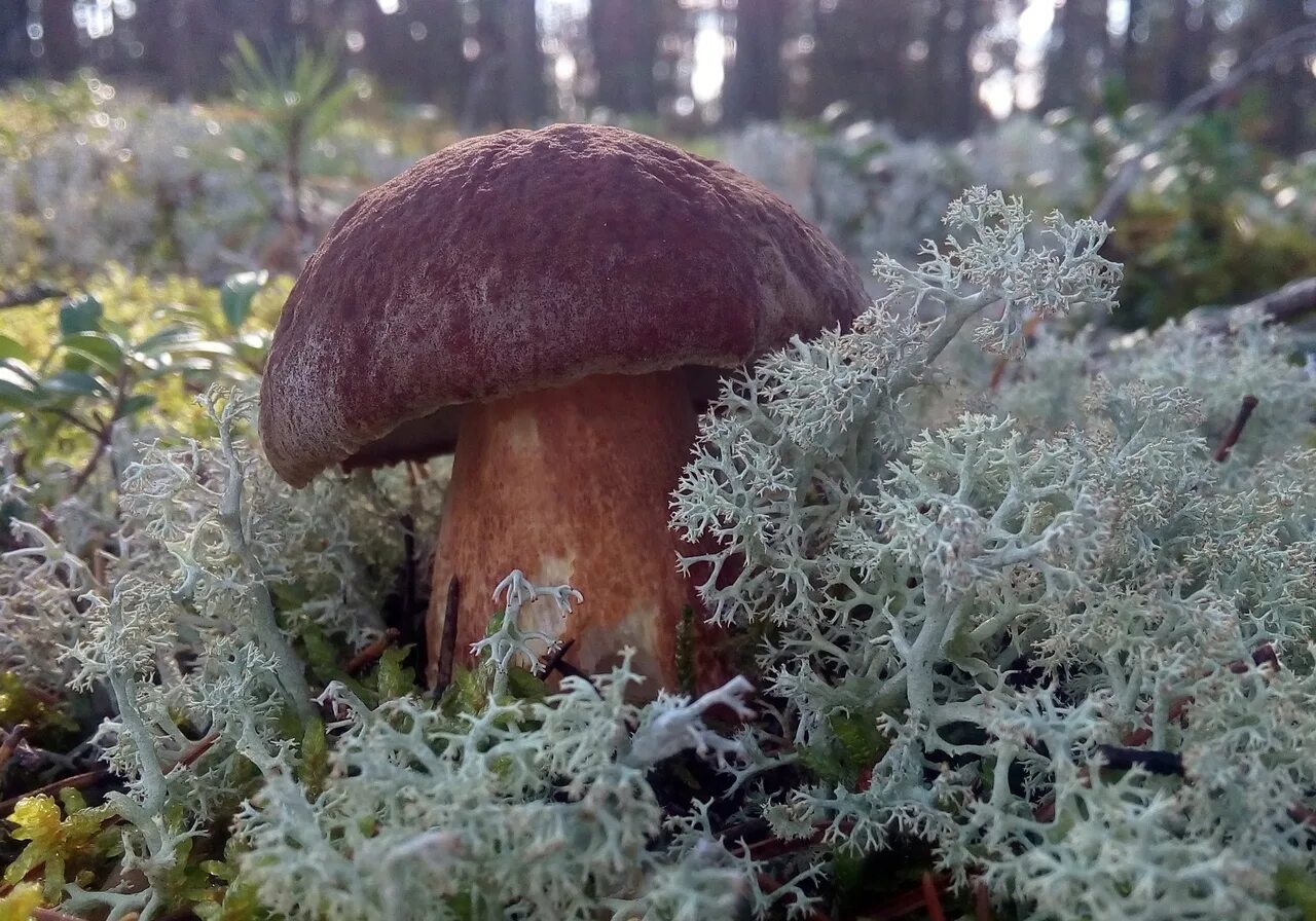 Мох ягель с грибами. Грибы в ягеле. Грибы мхи лишайники. Подосиновики в ягеле.