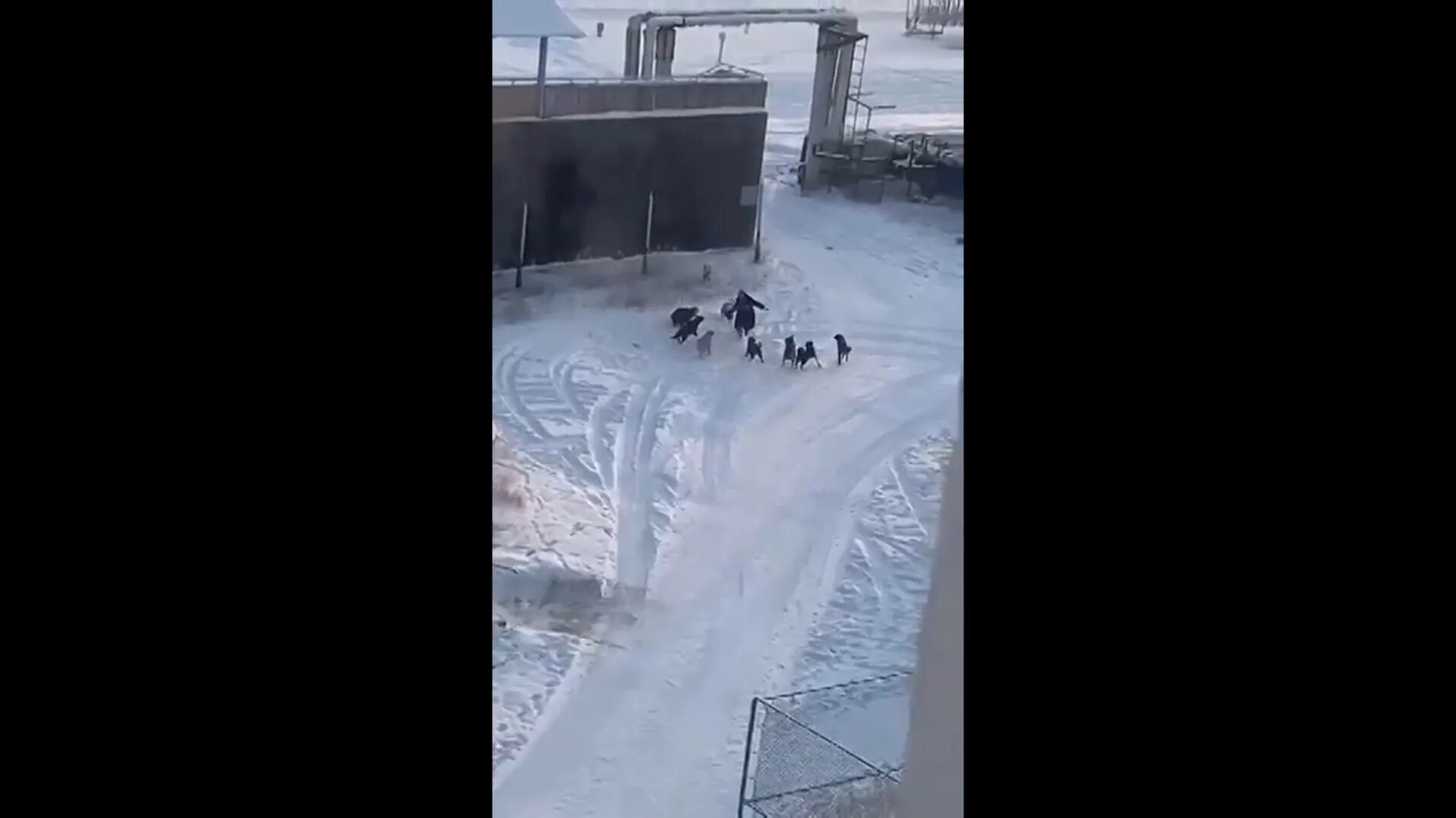 Видео нападения на крокус. В Якутске стая собак загрызла женщину. Собаки в Якутске напали на женщину. Свора собак загрызла женщину Якутск. Собаки напали на женщину в Якутске видео.