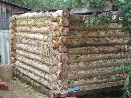 Баня какой мох