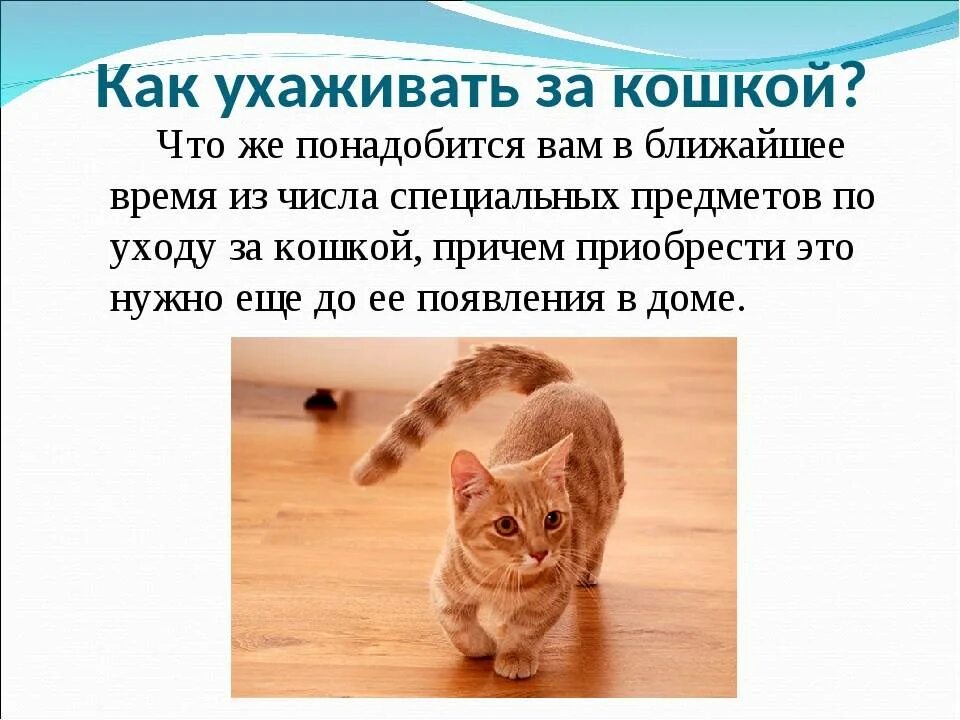 Как ухаживать за кошкой. Правила ухода за кошкой. КПК ухаживать за кошками. Как заботиться о кошке