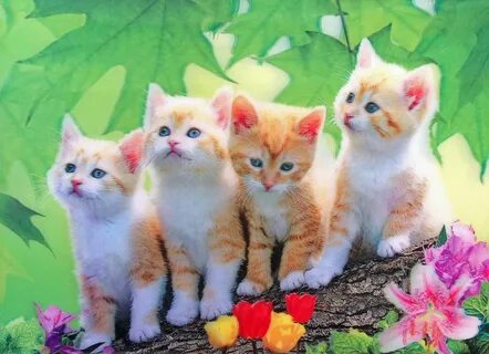 Разноцветные котята