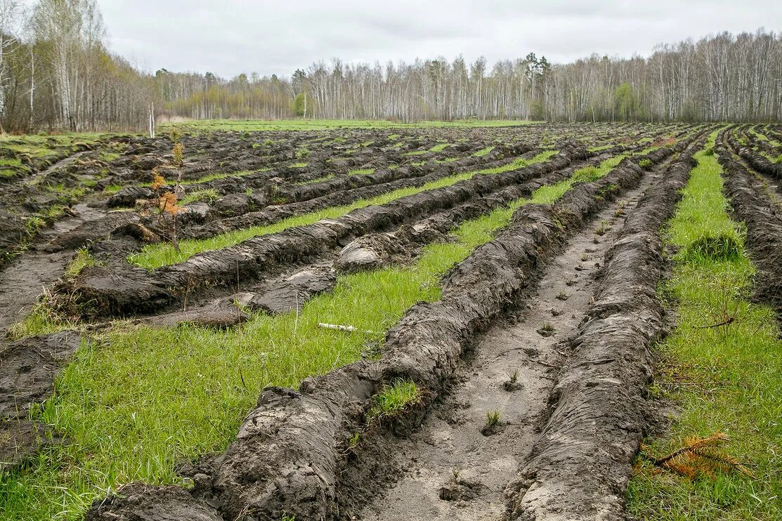вырубка посадок. сеянцы сосны улк. заготовка леса. посадка лесных культур. лесной питомник сеянцы сосны.