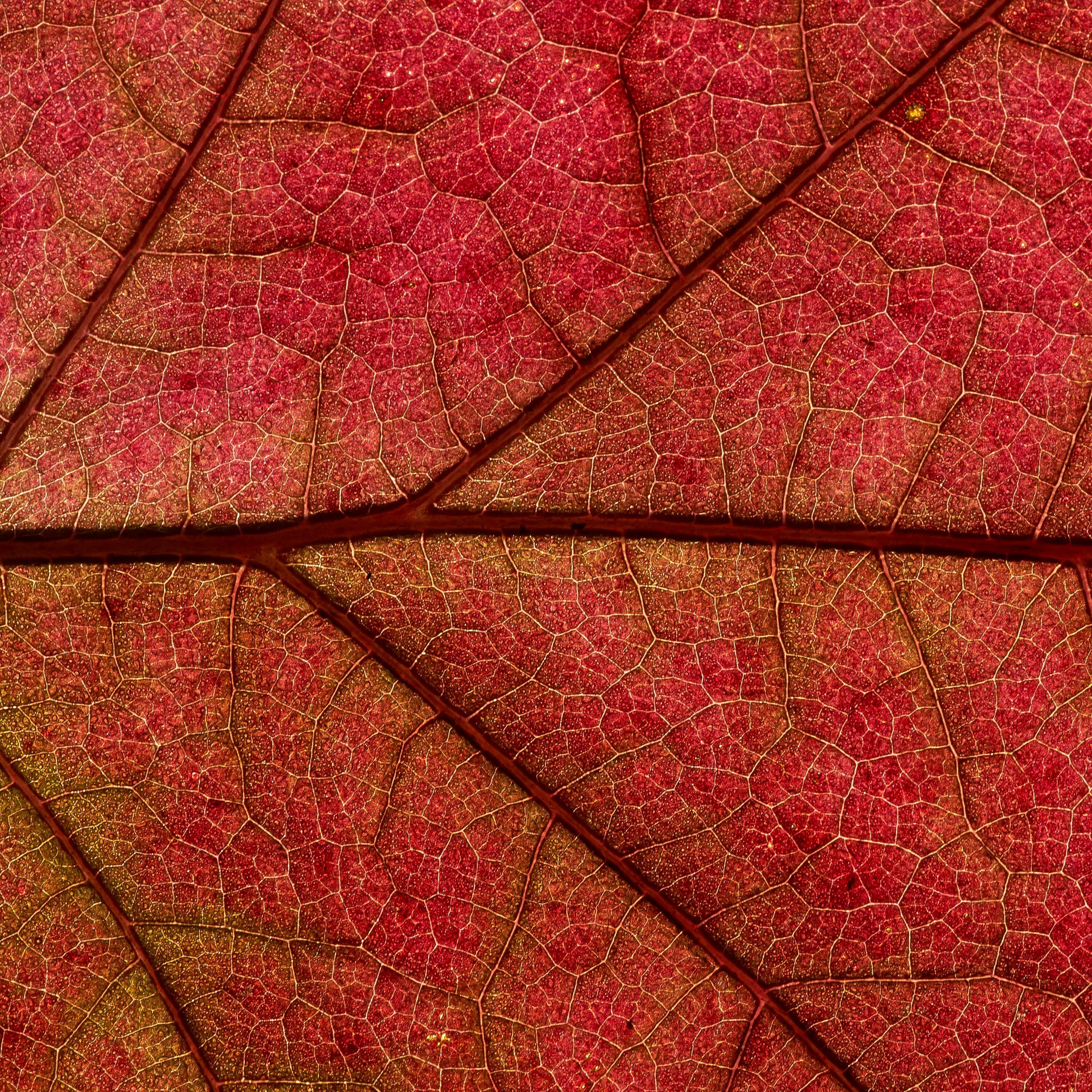 Листья краснеют по краям. Лист макро. Листья растений. Текстура листьев. Красный лист.
