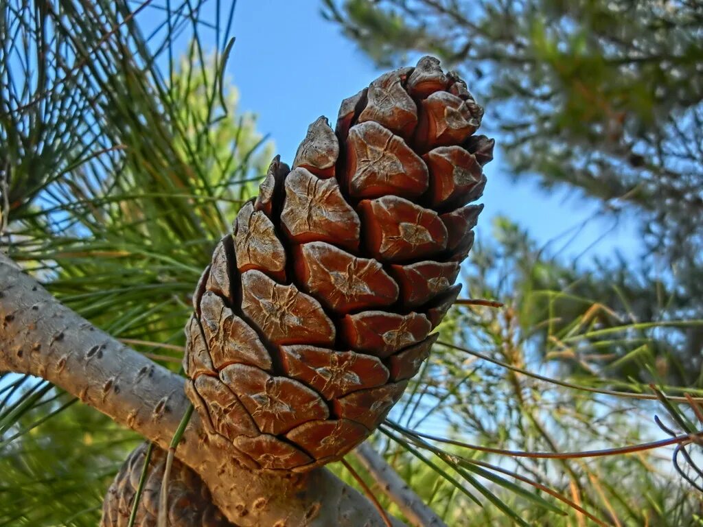 Как в науке называется дерево кедровые орехи. Сибирская сосна кедр шишка. Кедровая сосна шишки. Кедр Пиния шишки. Pinus pinea орехи.
