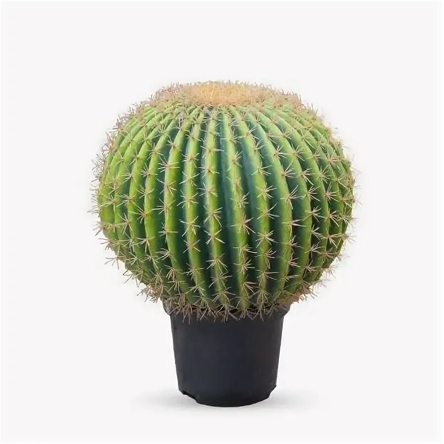 Cactus 10. Эхинокактус микс d6. Кактус Эхинокактус грузони d25/27. Кактус Эхинокактус светящийся 8/15. Кактус искусственный 5м.