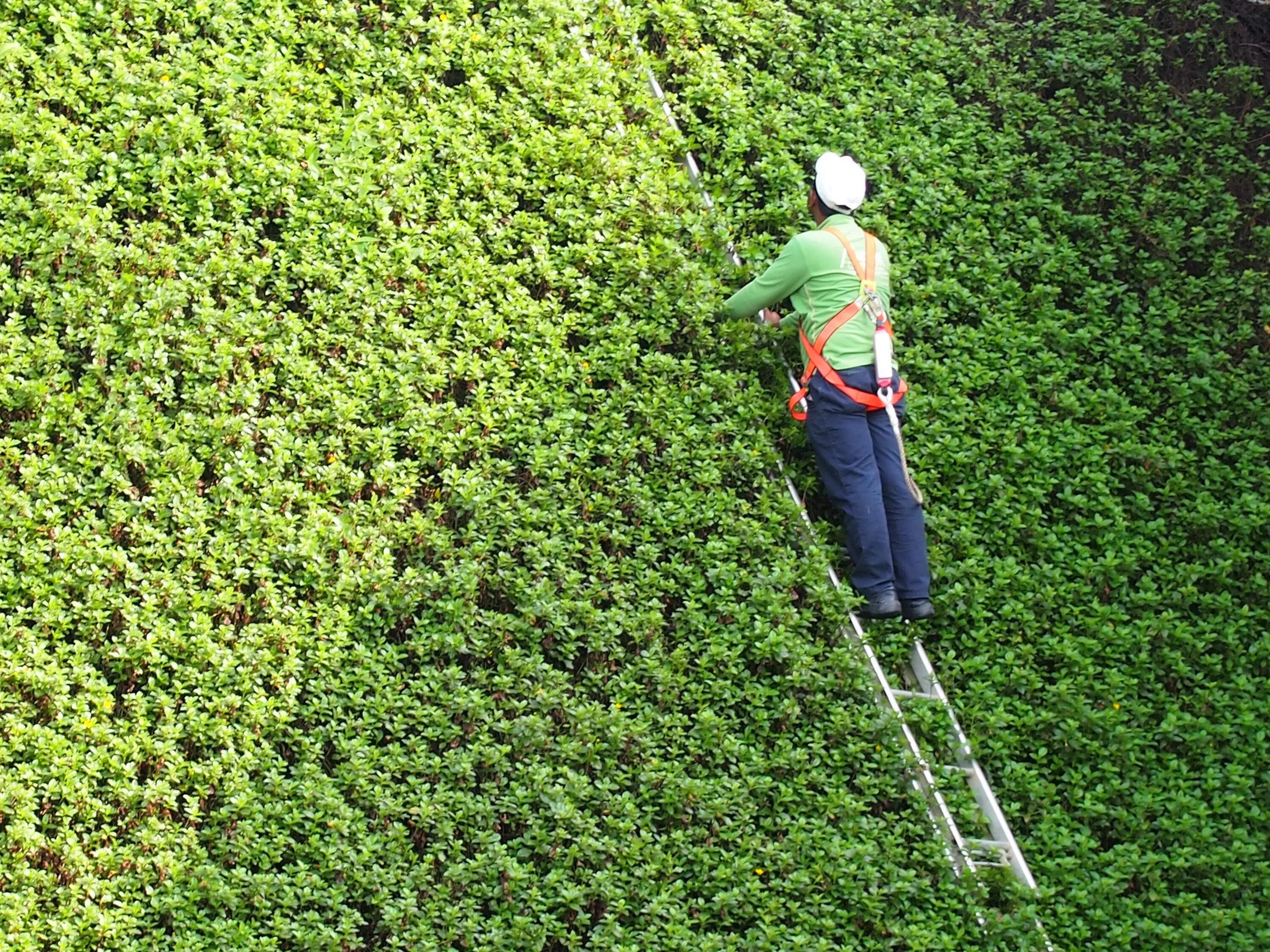 Растений человеком становится. Зеленый человек. Вертикальное земледелие. Зеленая стена куст. Растения и человек.