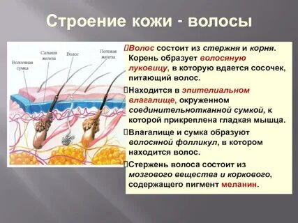 Внешний вид кожи и волос