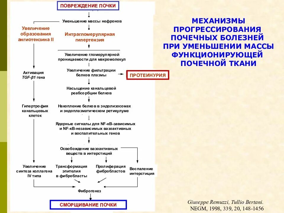 Хроническая болезнь почек патогенез схема. Патогенез развития хронической почечной недостаточности. Патогенез развития хронической болезни почек. Хроническая почечная недостаточность патогенез. Патогенез почки