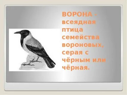 Ворона всеядное животное