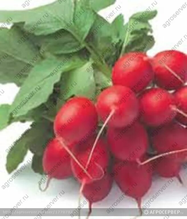 сорта огурцов голландской селекции. редис мондиал f1. лучшие сорта голландской селекции. редис изабелла. капуста белокочанная поздняя голландская.