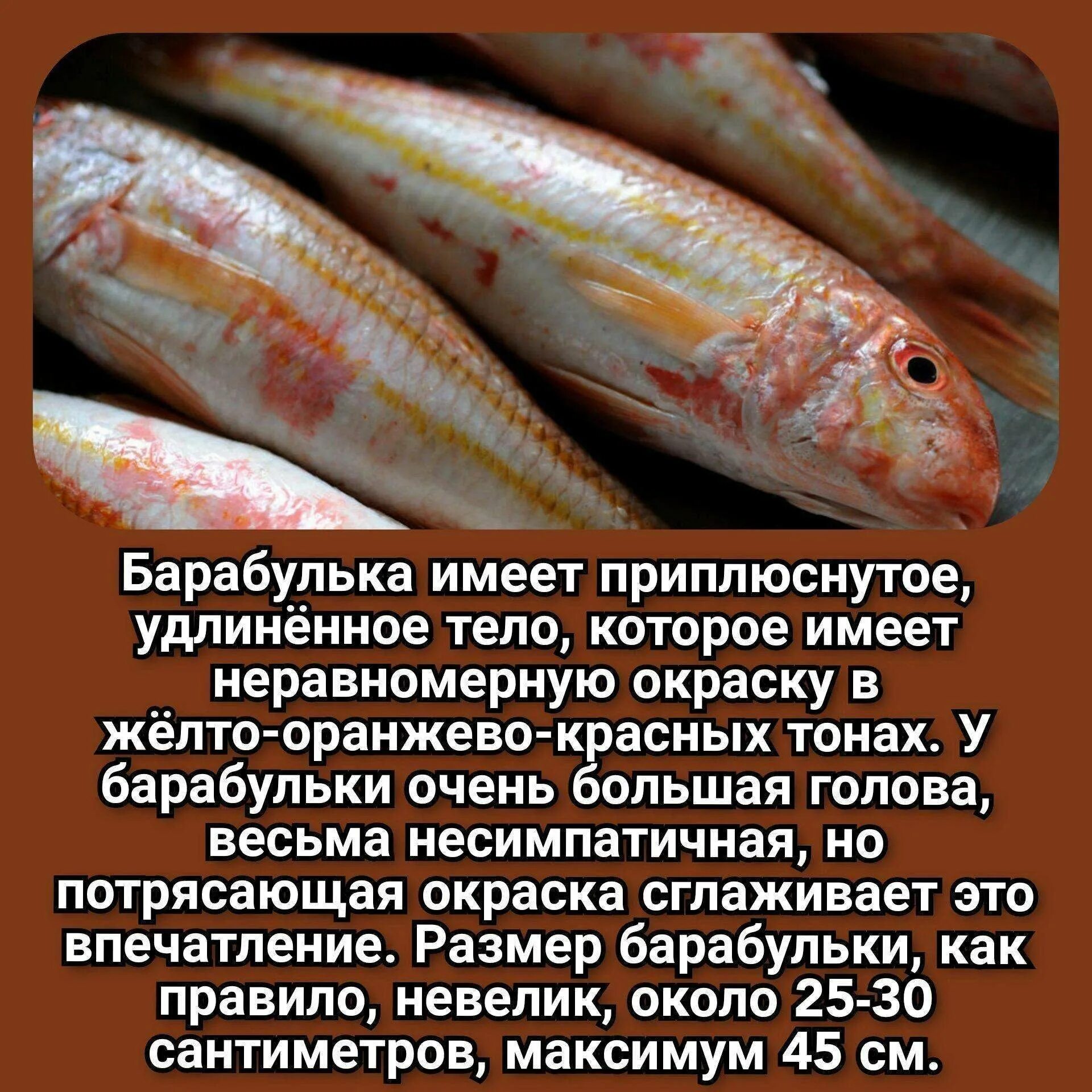 Золотая барабулька. Текст песни барабулька. Текст песни барабулька. Текст песни барабулька. Рыба черного моря барабулька.