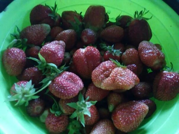 Жир жилэге перевод на русский. Коэн жилэге. Коэн жилэге. Жир жилэге. Жир жилэге ягода.