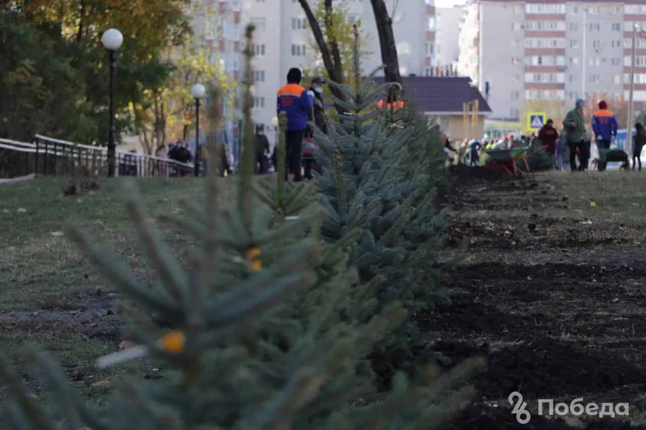 В юго западном районе ставрополя. Новый сквер в ставрополе в юго западном. новая аллея в ставрополе российский. новый сквер в ставрополе в юго западном районе фото. аллея на перспективном ставрополь.