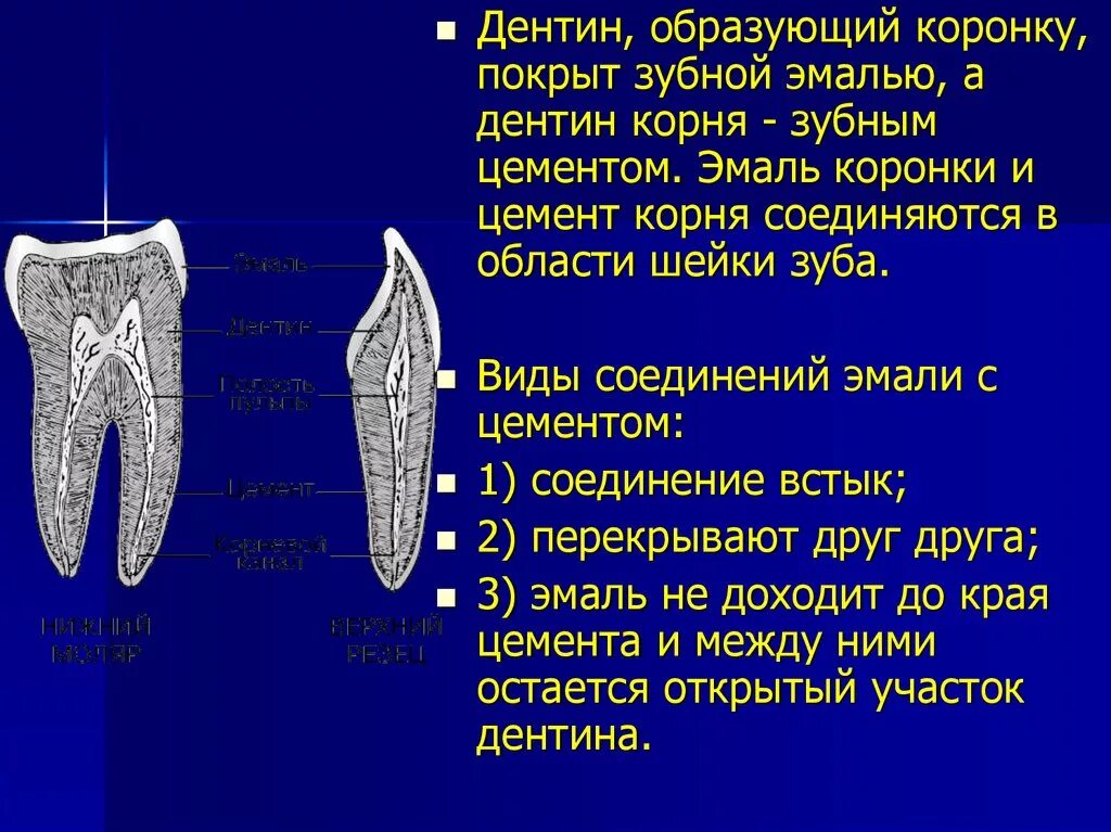 Дентина коронки гистология. Дентин корня зуба гистология. Какую функцию выполняет коронка зуба