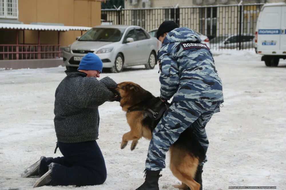 задержание служебной собакой. служебно-розыскная собака. полицейский с собакой догоняет преступника. добрые дела полицейских. задержание служебной собакой.